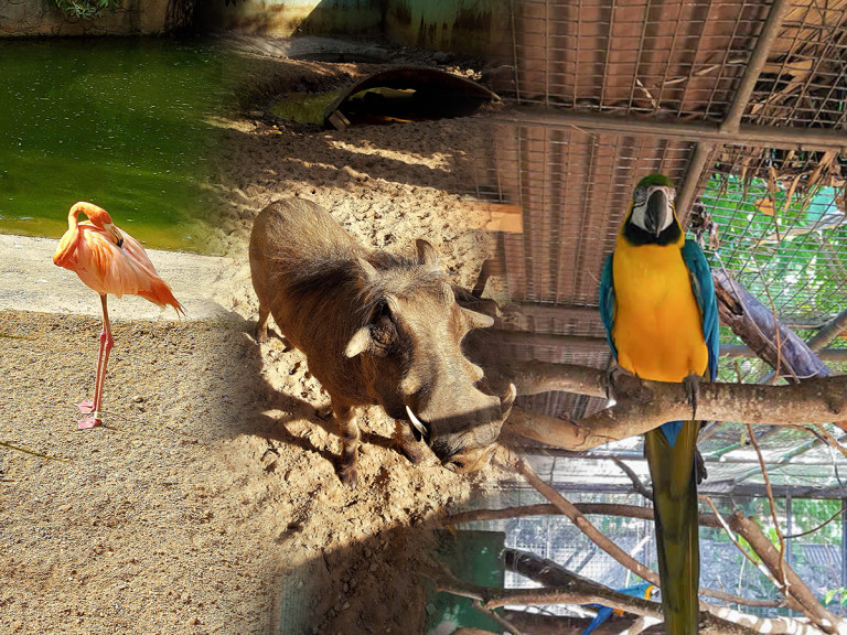 Five Destinations for Animal Lovers: Destination Trinidad and Tobago ...