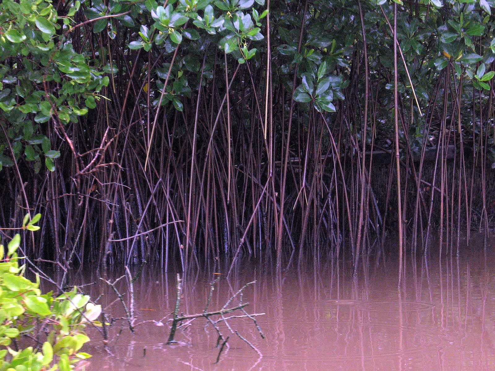 Caroni Swamp and Bird Sanctuary: Destination Trinidad and Tobago