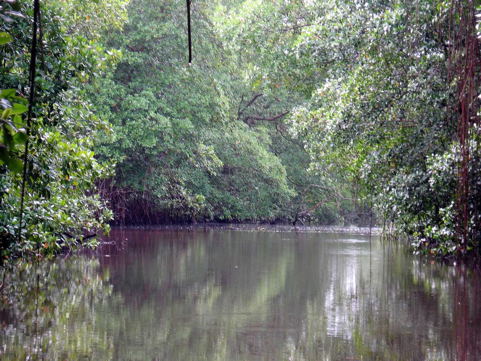 Caroni Swamp and Bird Sanctuary: Destination Trinidad and Tobago ...