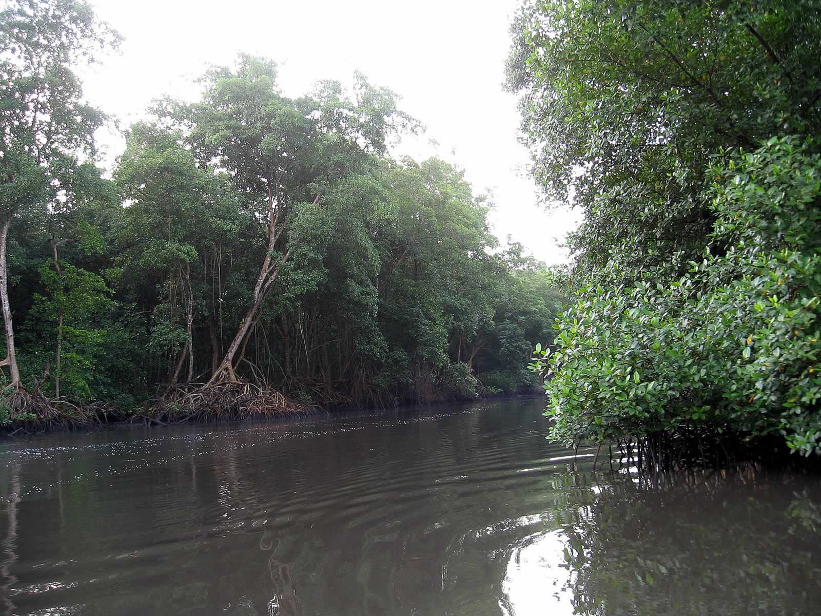caroni swamp sanctuary bird trinidad tobago tours