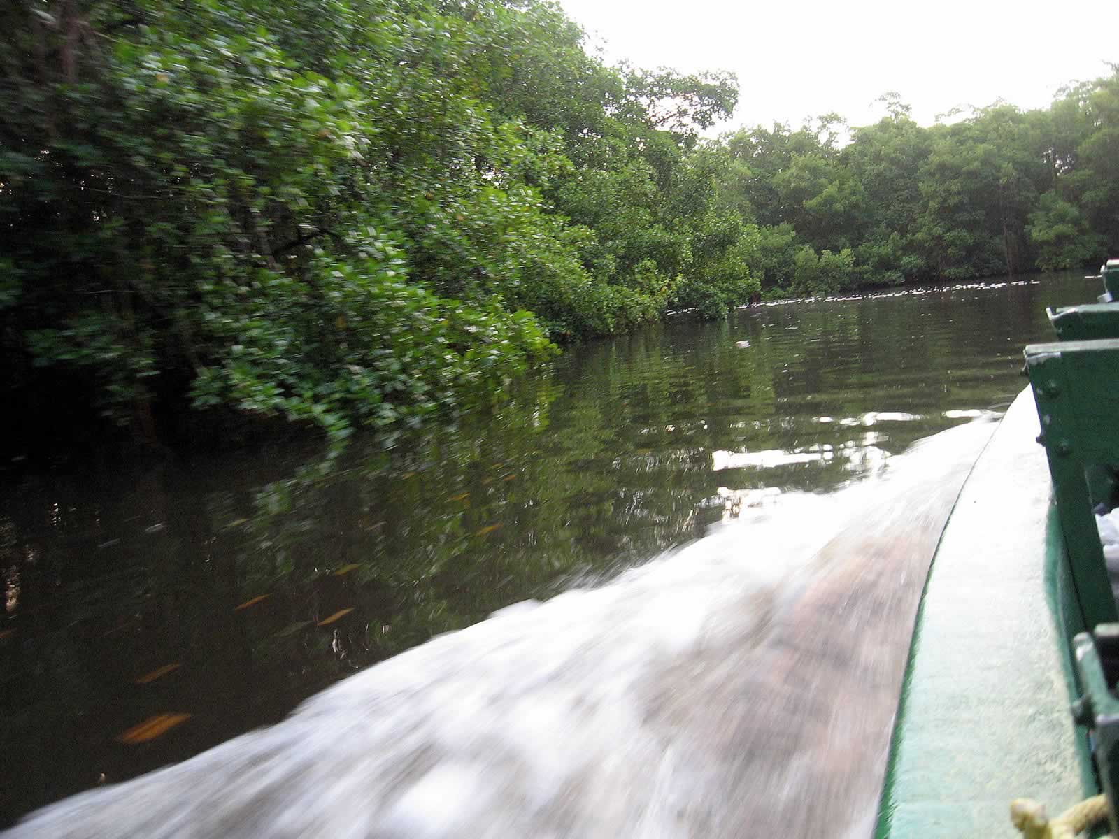 Caroni Swamp and Bird Sanctuary: Destination Trinidad and Tobago ...