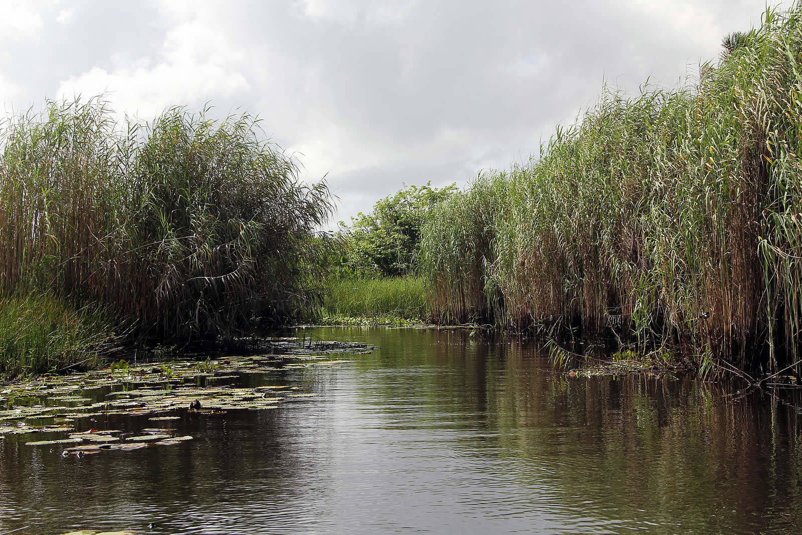 Nariva Swamp Destination Trinidad And Tobago Tours Holidays