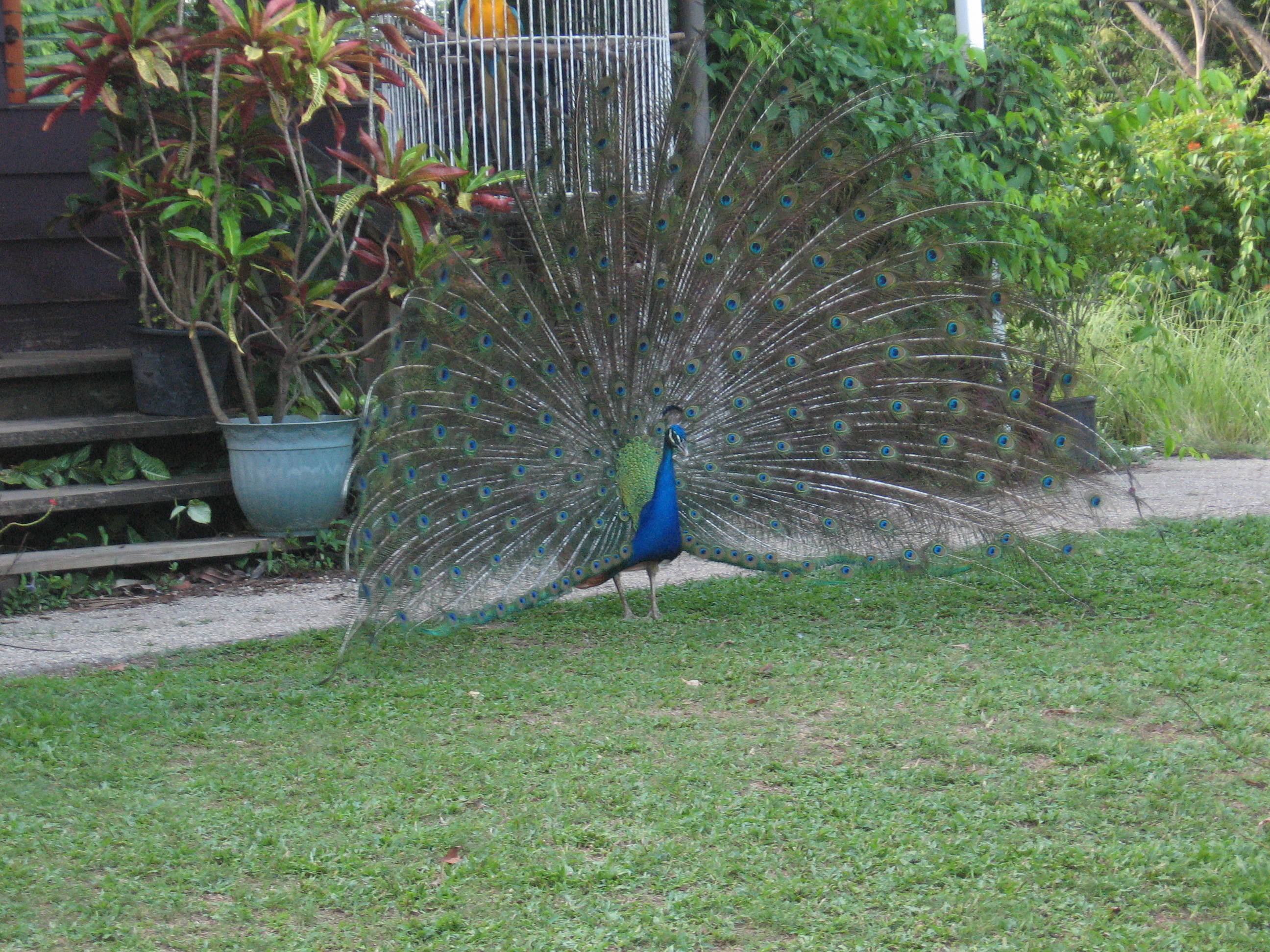 pointe-a-pierre-wild-fowl-trust-destination-trinidad-and-tobago