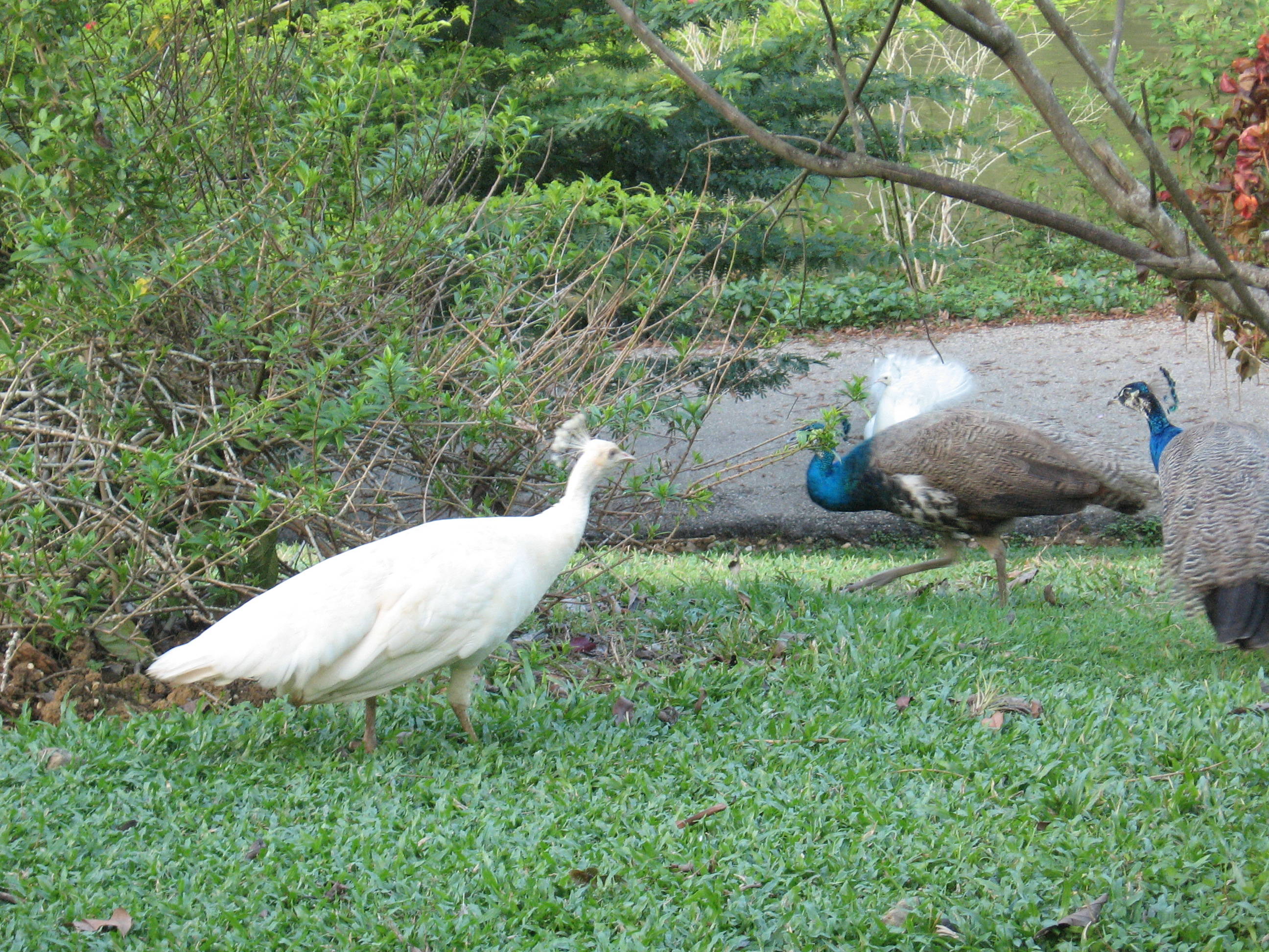 Pointe A Pierre Wild Fowl Trust Destination Trinidad And Tobago 